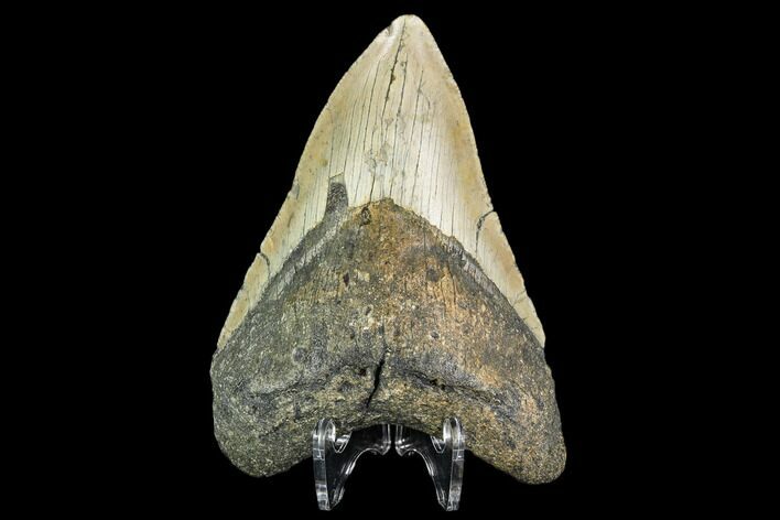 Fossil Megalodon Tooth - North Carolina #109806